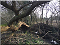 SP2965 : Collapsed willow on the boundary of Myton Fields, Warwick by Robin Stott