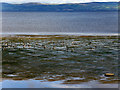 C5922 : Wading Birds on Lough Foyle by David Dixon