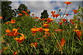 TL5238 : Poppies in the parterre garden, Audley End by Christopher Hilton