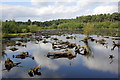 SJ5471 : Blakemere Moss, Delamere Forest Park by Jeff Buck