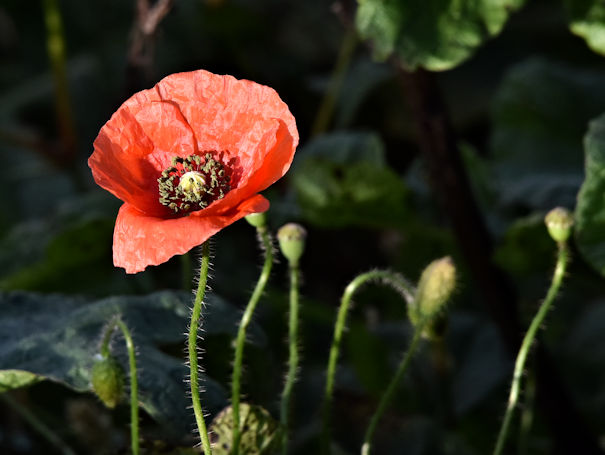 Poppy, River Lagan, Belfast (October 2017)