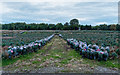 NH6751 : Christmas Trees awaiting collection by valenta