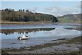 NX8354 : Low tide, Kippford by Richard Sutcliffe