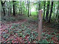 SU9212 : Waymarker on path to Droke Lane by Peter Holmes