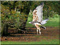 SE6083 : Grey Buzzard Eagle in Flight by David Dixon