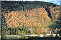 NT4533 : Larch in autumn colours, Yair by Jim Barton