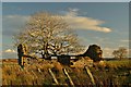 ND1855 : Ruin near Crofts of Hillpark, Caithness by Andrew Tryon