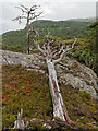 NH3239 : Dead Scots Pine by valenta