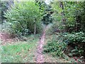 SU9012 : Bridleway to Chiseldown Clump by Peter Holmes