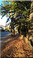 TQ3095 : Eversley Park Road, Winchmore Hill, in autumn by Paul Bryan