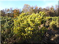 TQ4628 : Gorse on Ashdown Forest by Marathon