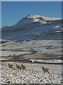 SD7075 : Sheep in the snow, Chapel-le-Dale by Karl and Ali