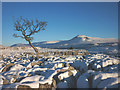 SD7075 : Hawthorn and snow, Twisleton Scar End by Karl and Ali