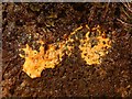 NS4179 : Yellow slime on soil by Lairich Rig