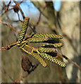 SX9066 : Alder catkins, Nightingale Park by Derek Harper