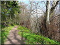 NS3521 : Elms on the riverside path, Craigie Estate, Ayr by Humphrey Bolton