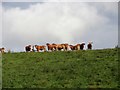 NZ1153 : Grazing cows by Robert Graham