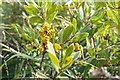 SZ0385 : Myrica gale (bog myrtle) at Studland Heath, Isle of Purbeck by Phil Champion