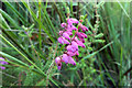 SY9787 : Erica ciliaris (Dorset Heath) by Phil Champion