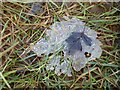 SO9539 : A hawthorn leaf on ice by Philip Halling