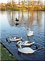 NY4053 : Black and white swans at Hammond's Pond by Rose and Trev Clough