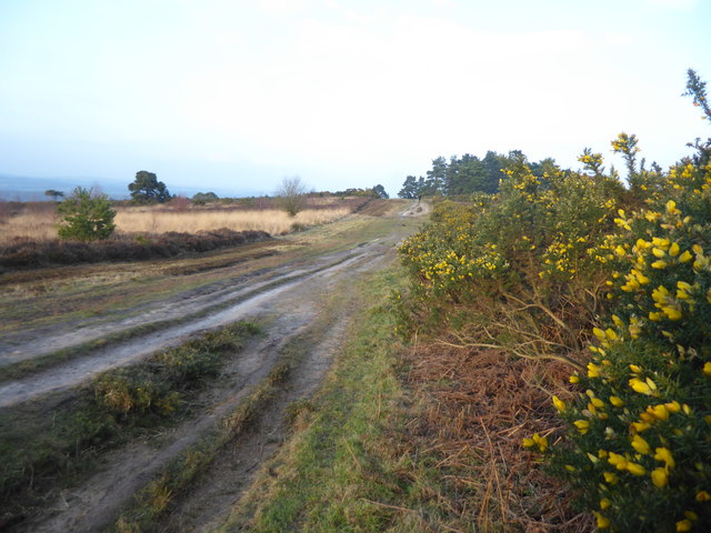 The Vanguard Way in the Ashdown Forest