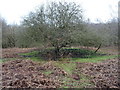 SJ9719 : Brocton Camp - Unidentified mound by John M