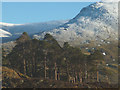 NY3016 : Scots Pines above Fisher Crag by Karl and Ali