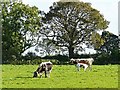 NY4058 : Longhorn cattle at Gosling Sike Farm by Rose and Trev Clough