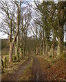 NH6753 : Tree-lined track, by Bay Farm by Craig Wallace