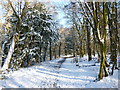 NS9264 : Woodland path, Polkemmet Country Park by Alan O'Dowd