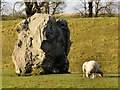 SU1070 : Sheep grazing by a standing stone by Steve Daniels