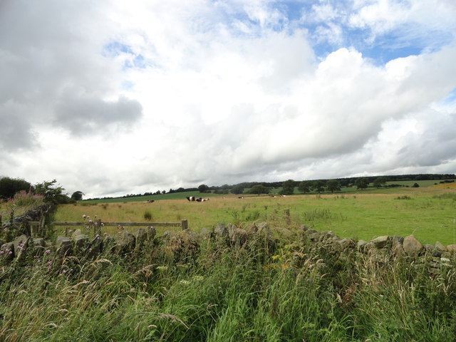 Grazing field on Boundary Lane