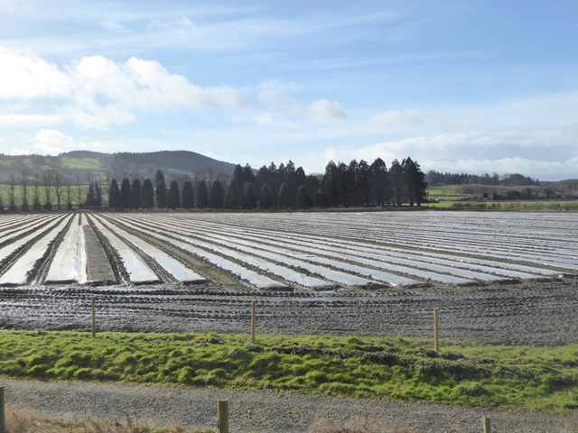 Tree nursery at Dilston Haughs