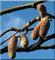 SX8864 : Catkins, Cockington valley by Derek Harper