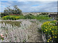 NU1341 : Gertrude Jekyll's garden at Lindisfarne by M J Richardson