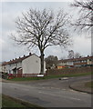 ST3096 : Deciduous tree on a Croesyceiliog corner, Cwmbran by Jaggery