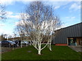 SJ1258 : Ghostly birch trees at Ruthin Craft Centre by Eirian Evans