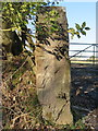 SJ1755 : Gatepost and bench mark east of Rhos-goch by John S Turner