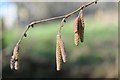 SO6756 : Hazel catkins by Philip Halling