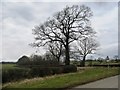 SE2187 : Winter trees, eastern end of Stubbing Nook Lane by Christine Johnstone