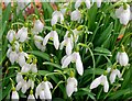 NJ1457 : Snowdrops by the driveway to Pluscarden Abbey by valenta