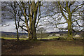 SD9963 : Stand of trees near Linton by Ian Taylor