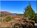 NH1621 : Glen Affric moorland by John Allan