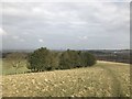 SJ8251 : Holly trees on Bignall Hill by Jonathan Hutchins