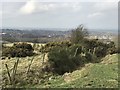 SJ8151 : Gorse on Bignall Hill by Jonathan Hutchins