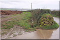 SW9474 : Midden and Cornish hedge near Cant Farm by Derek Harper