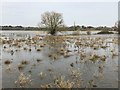 TL3170 : Spring flooding in St Ives, Cambridgeshire - 2/10 by Richard Humphrey