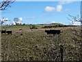 NY1836 : Black cattle on Gregg Hill by Christine Johnstone