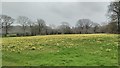 SO6730 : Wild daffodils, Kempley by Philip Halling